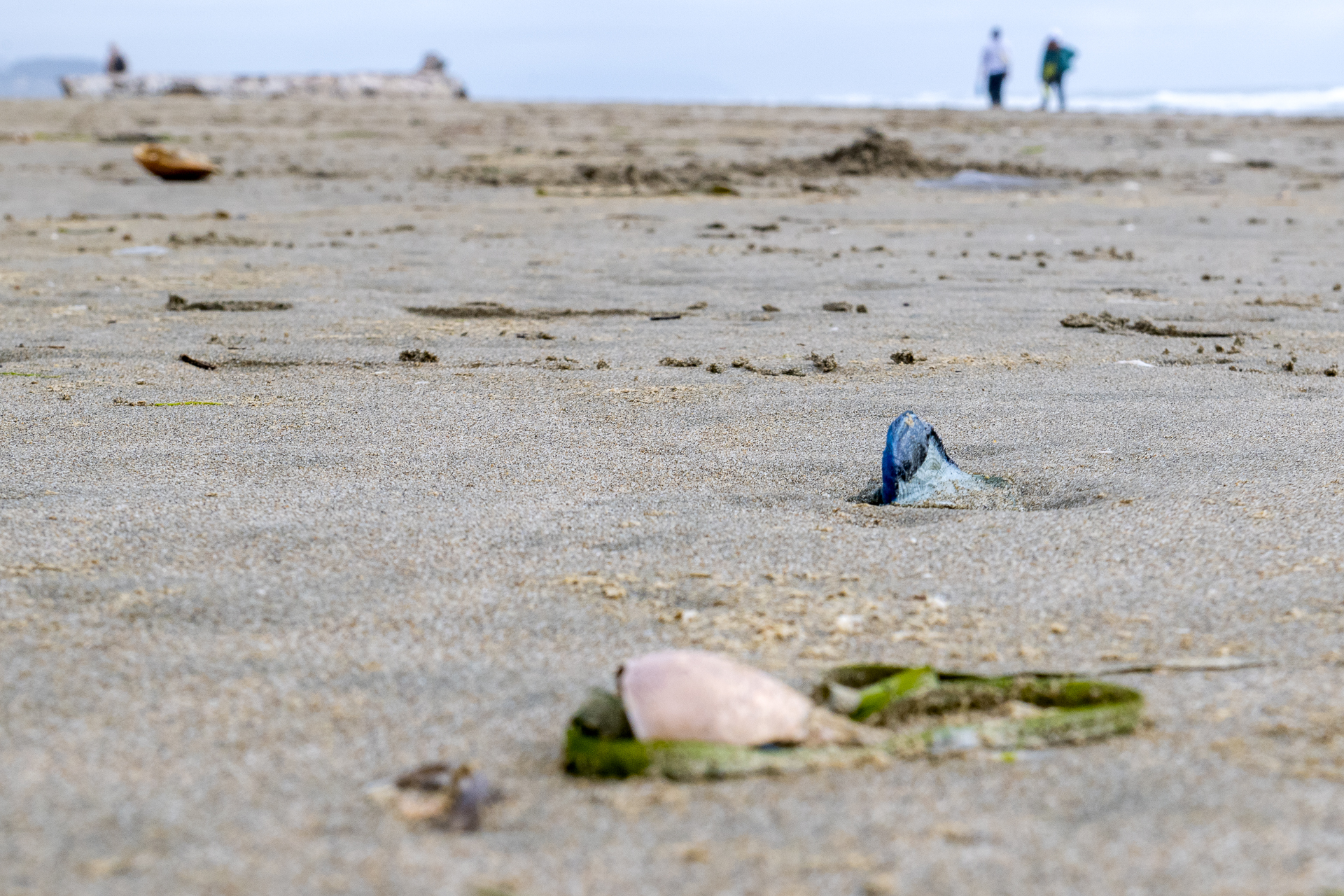 A shot of a sandy beach with scattered seaweed and shells. Nearby, a blue, translucent organism similar to a jellyfish rests on the sand. Two people in the distance walk along the ocean.