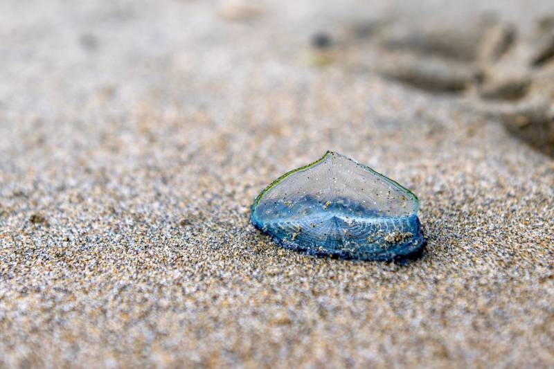 A closeup shot of the beach sand with a blue, translucent organism that kind of looks similar to a jellyfish resting ashore.
