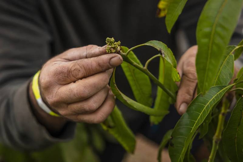 An image of a man examining buds on a mango plant.