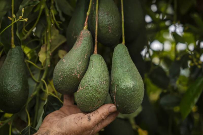 Avocados seen hanging from a tree.