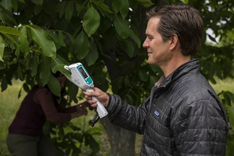A man uses a sensor on a leaf of an almond tree. 