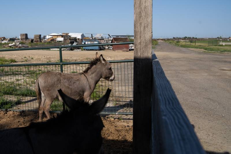 A small, gray donkey, as well as a donkey in complete shadow in the foreground, look out at a gravel road through a low wire fence on a sunny day. Farm buildings and green-and-brown lots lay beyond the road.
