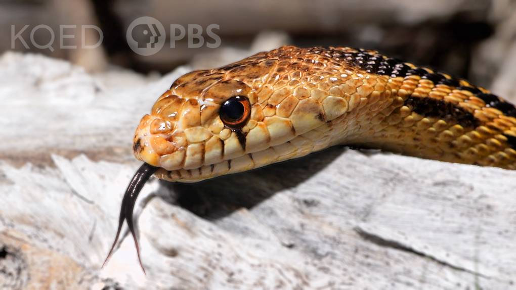 a yellow-tan gopher snake's head sitting on top of pale rough wood.