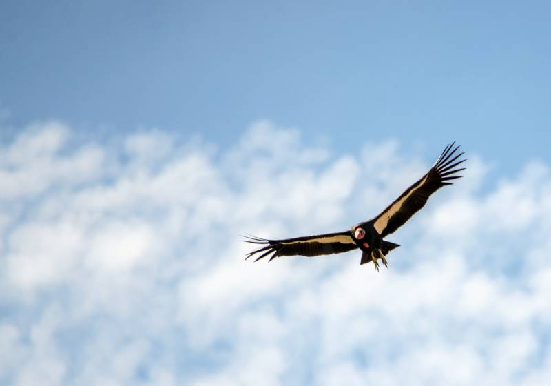 A condor is seen soaring in the sky.