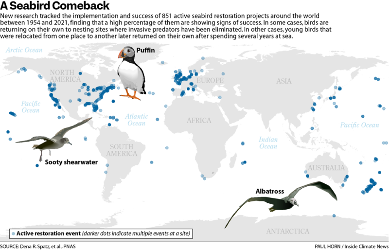 An infographic showing three different seabird species, with a background of a map. The text on the infographic says: "A Seabird Comeback: New research tracked the implementation and success of 851 active seabird restoration projects around the world between 1954 and 2021, finding that a high percentage of them are showing signs of success. In some cases, birds are returning on their own to nesting sites where invasive predators have been eliminated. In other cases, young birds that were relocated from one place to another later returned on their own after spending several years at sea."