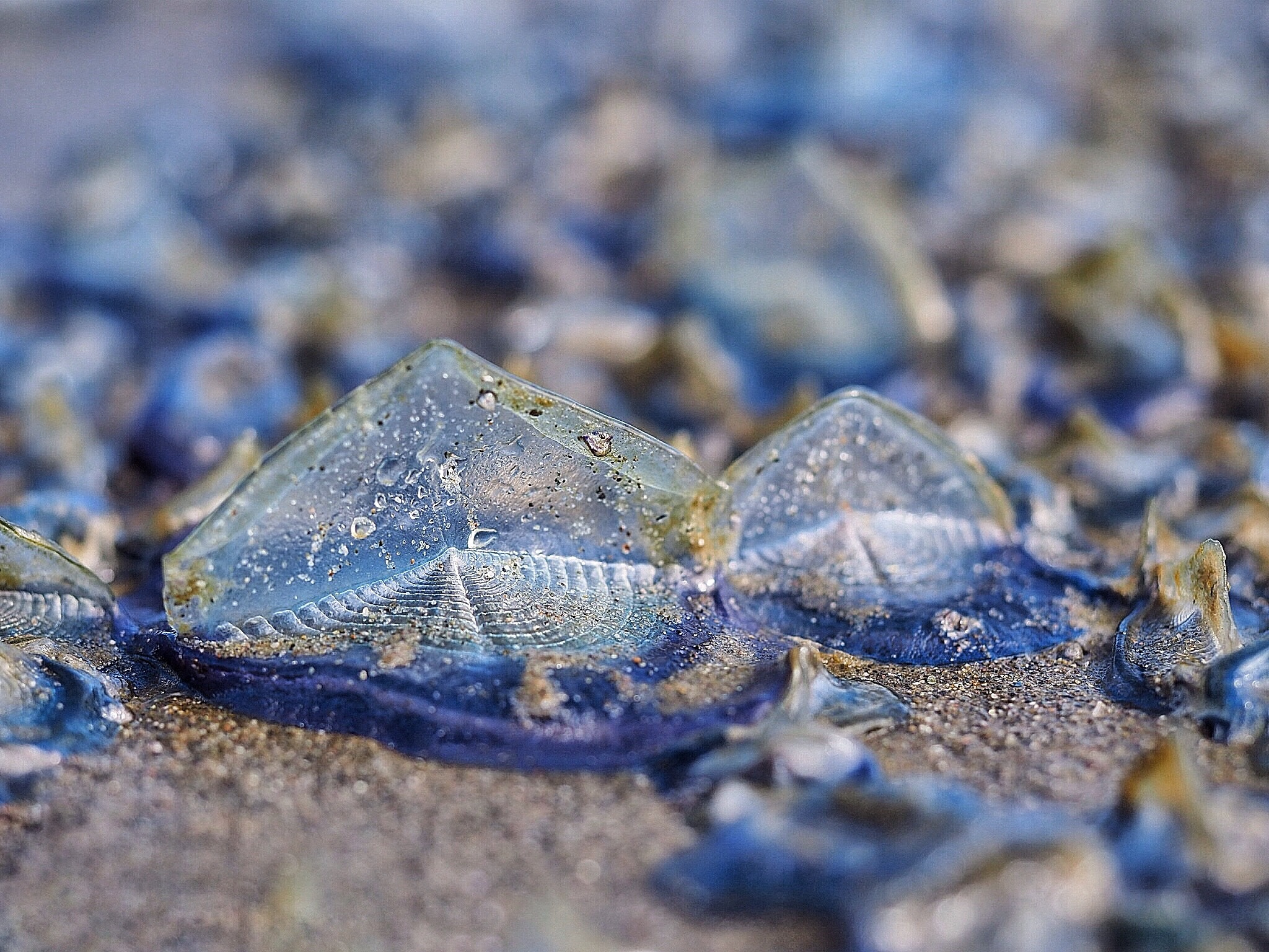 Dozens of light blue, translucent organisms comparable to jellyfish are washed ashore a sandy beach. Droplets of water and sand are sprinkled over the beings.