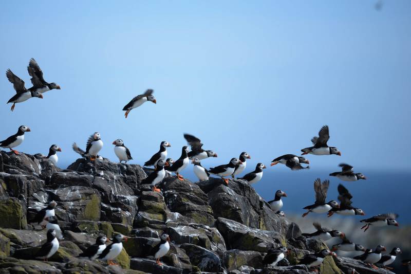 Puffins fly out into the sky. Views of the ocean in the background.