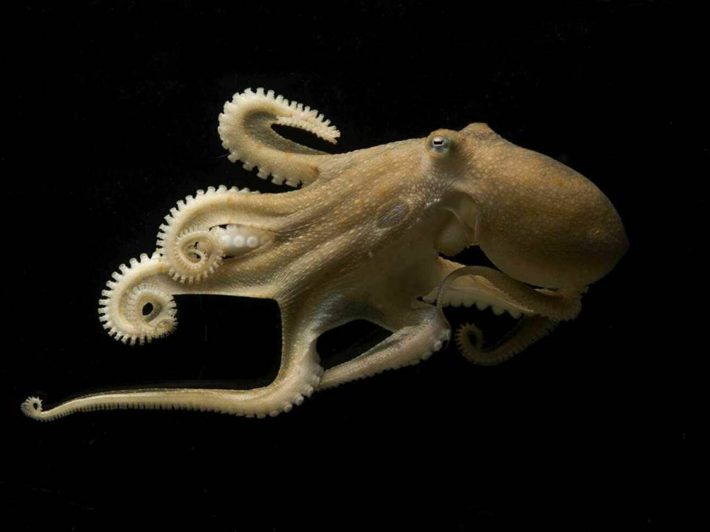 A large light brown colored octopus swims in the darkness of the ocean.