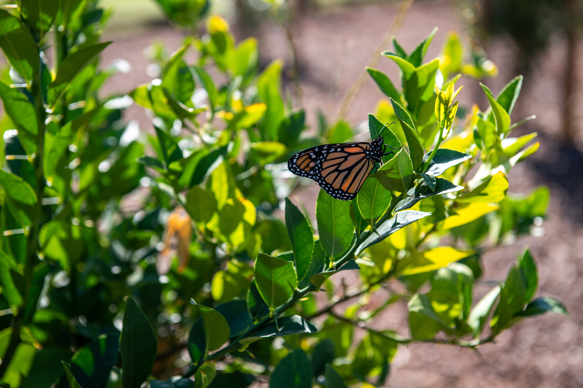 A monarch butterfly rests on a plant outside.