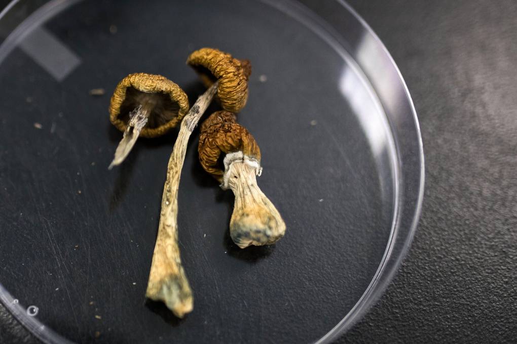 Magic Mushrooms May Treat Depression. But Hurdles to Psilocybin Access Abound | KQED