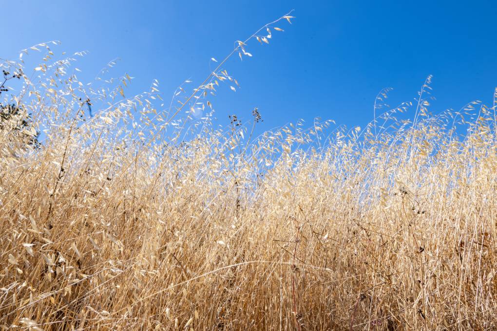 Dry yellow grass and a blue bird sky.