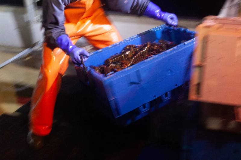 A person wearing purple gloves and an orange fishing overall carries a blue tub that is filled with large shrimp.