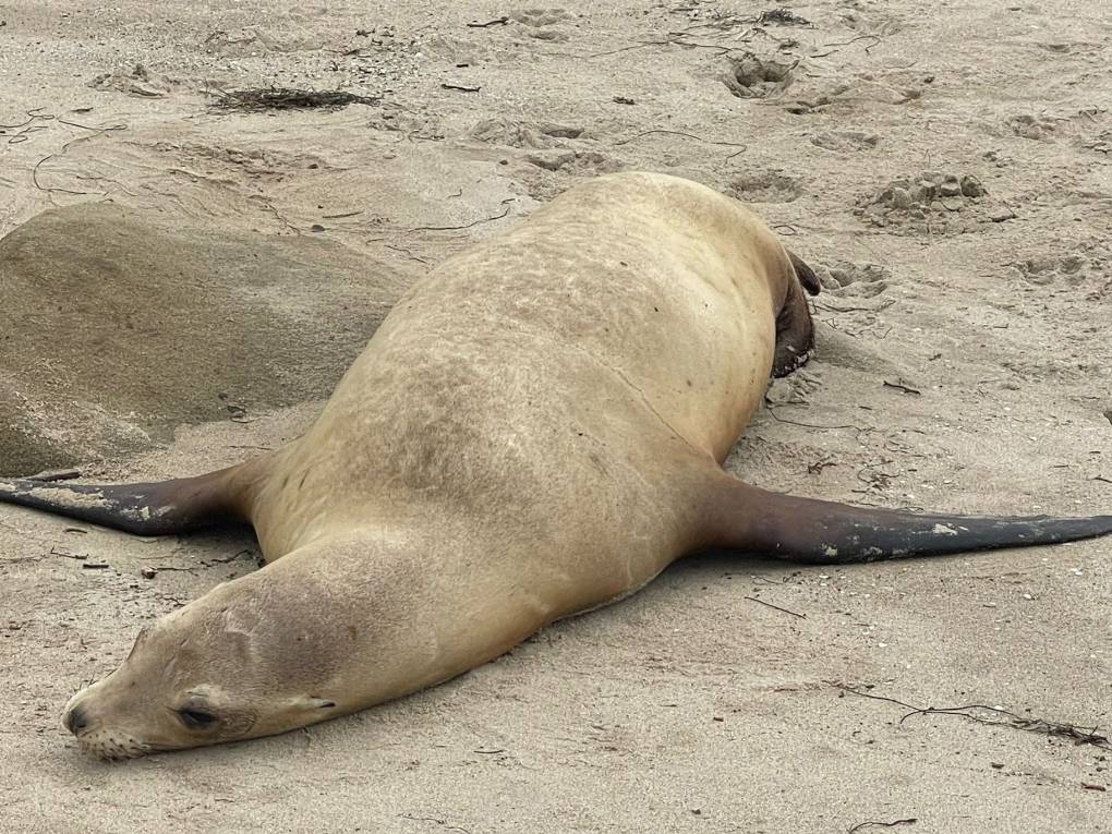 A sea lion lays on the sand.