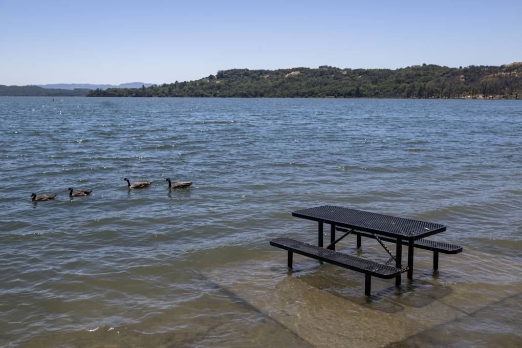Ducks float by a partially submerged picnic bench on a lake shore.