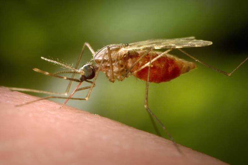 A close-up of a mosquito on human skin.