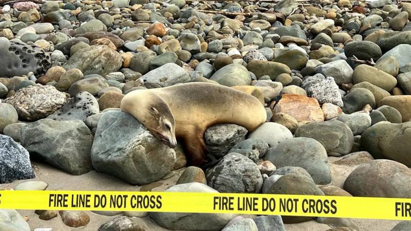 A sea lion droops on some rocks behind yellow tape that says "Fire Line Do Not Cross."