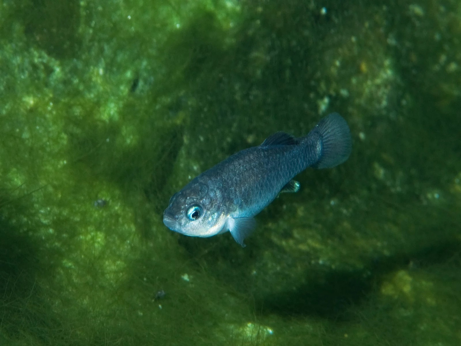 Small blue fish in greenish water.