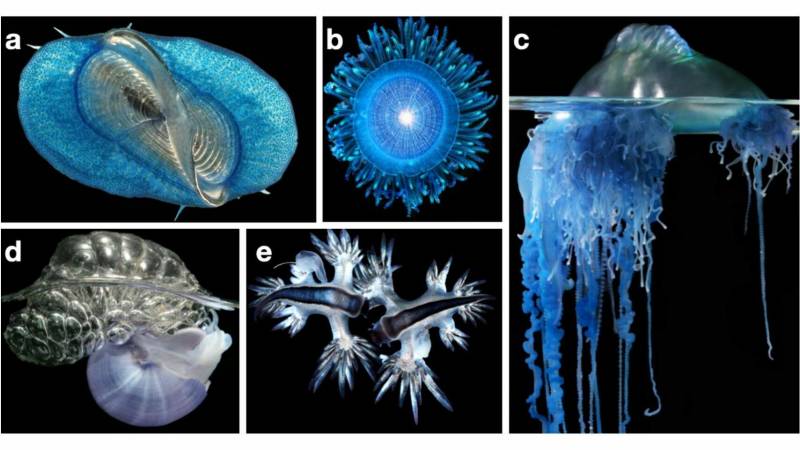 (a) Top-down view of by-the-wind sailor Velella sp. (b) Top-down view of blue button Porpita sp. (c) Side view of Portuguese man-o-war Physalia sp. (d) Side view of violet snail Janthina sp. (e) Top-down view of the blue sea dragons Glaucus sp.