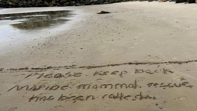 The words "Please keep back. Marine mammal rescue has been called" is written on the sand, with a seal lying on the beach in the distance.
