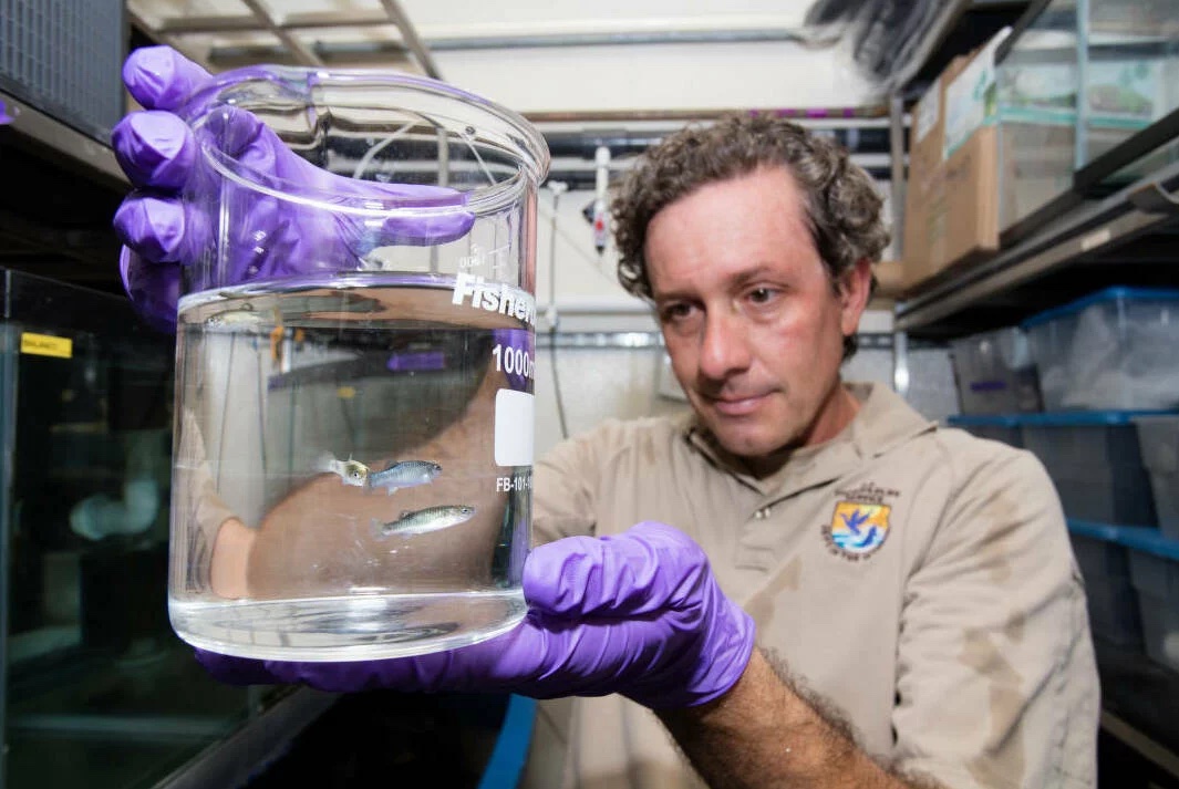 A man observes a fish in a bowl in a lab.