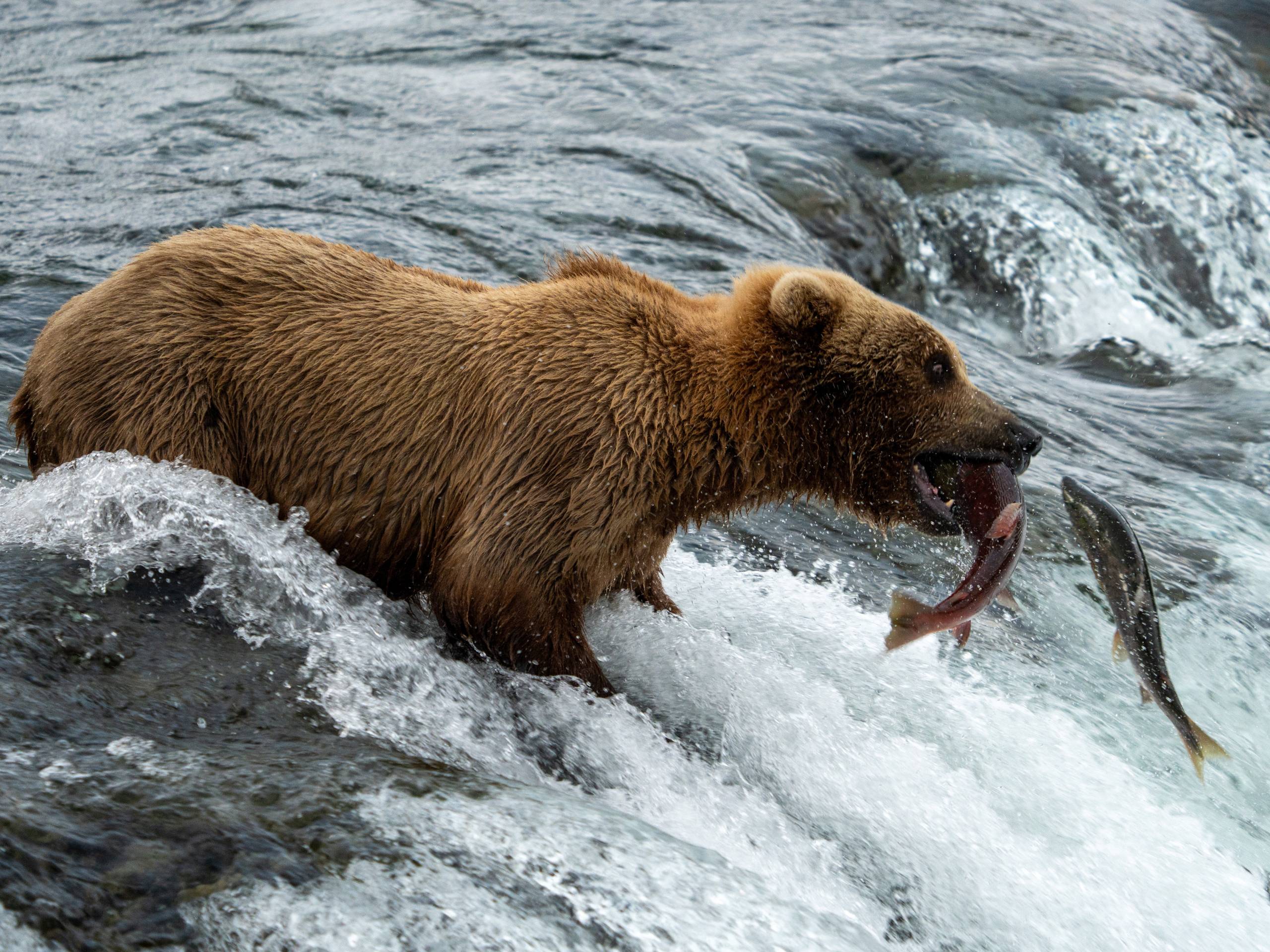 A bear catches a fish in the river.