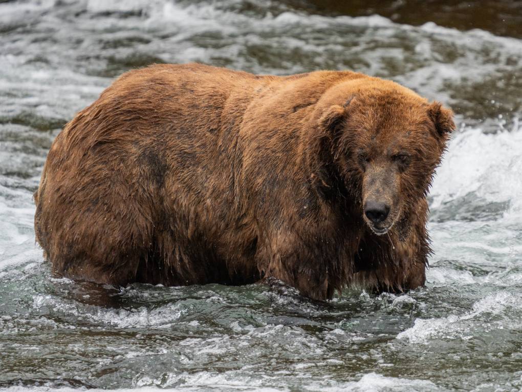 A brown bear in the river looks toward the camera.