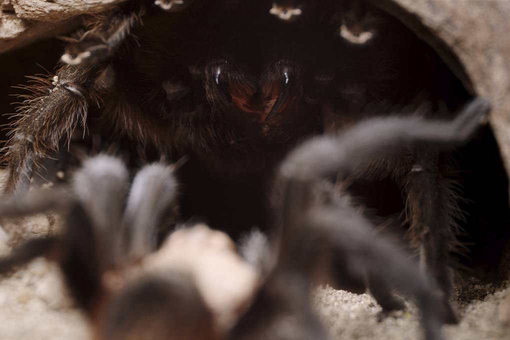A spider's fangs are seen.