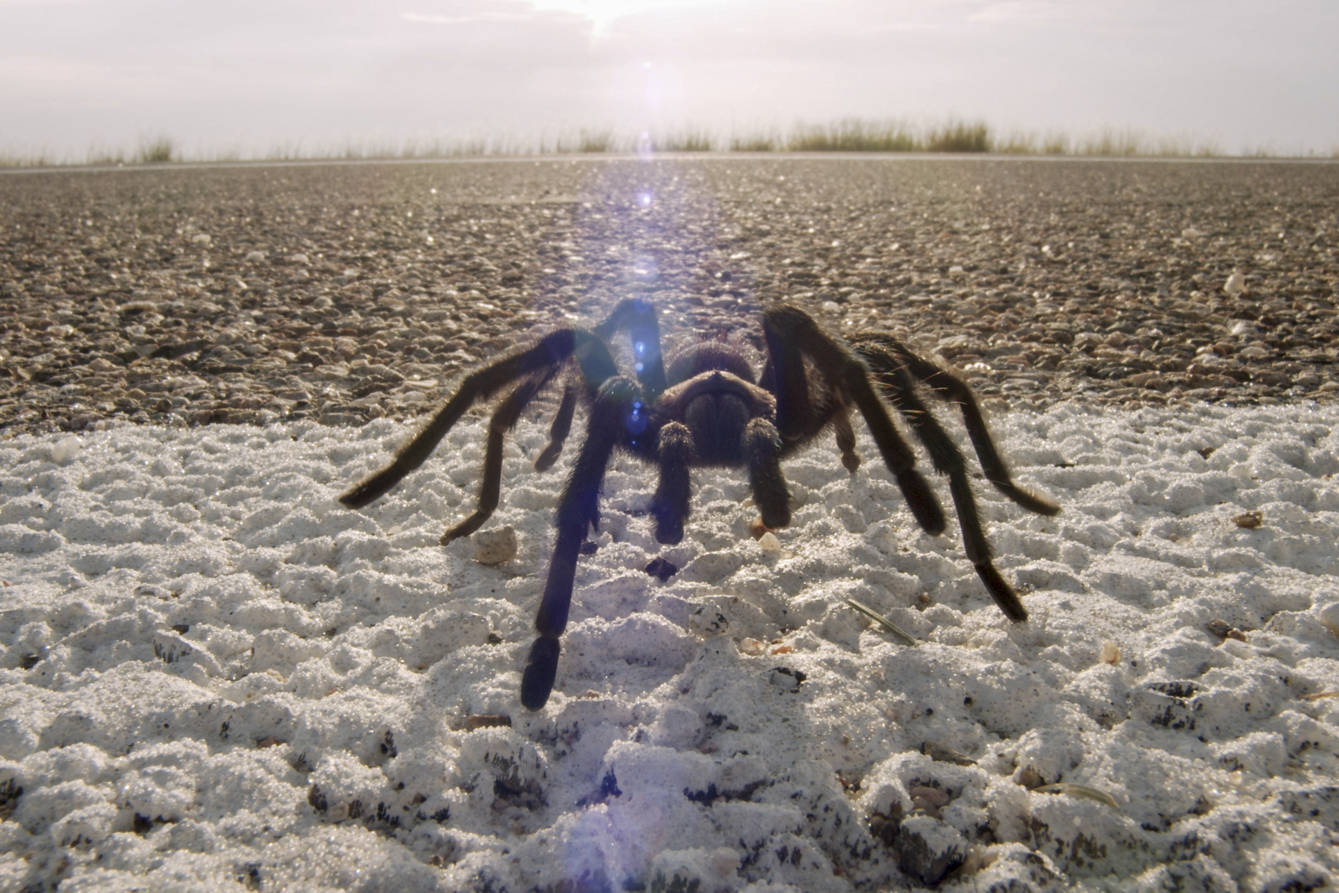A Large furry spider on a road.