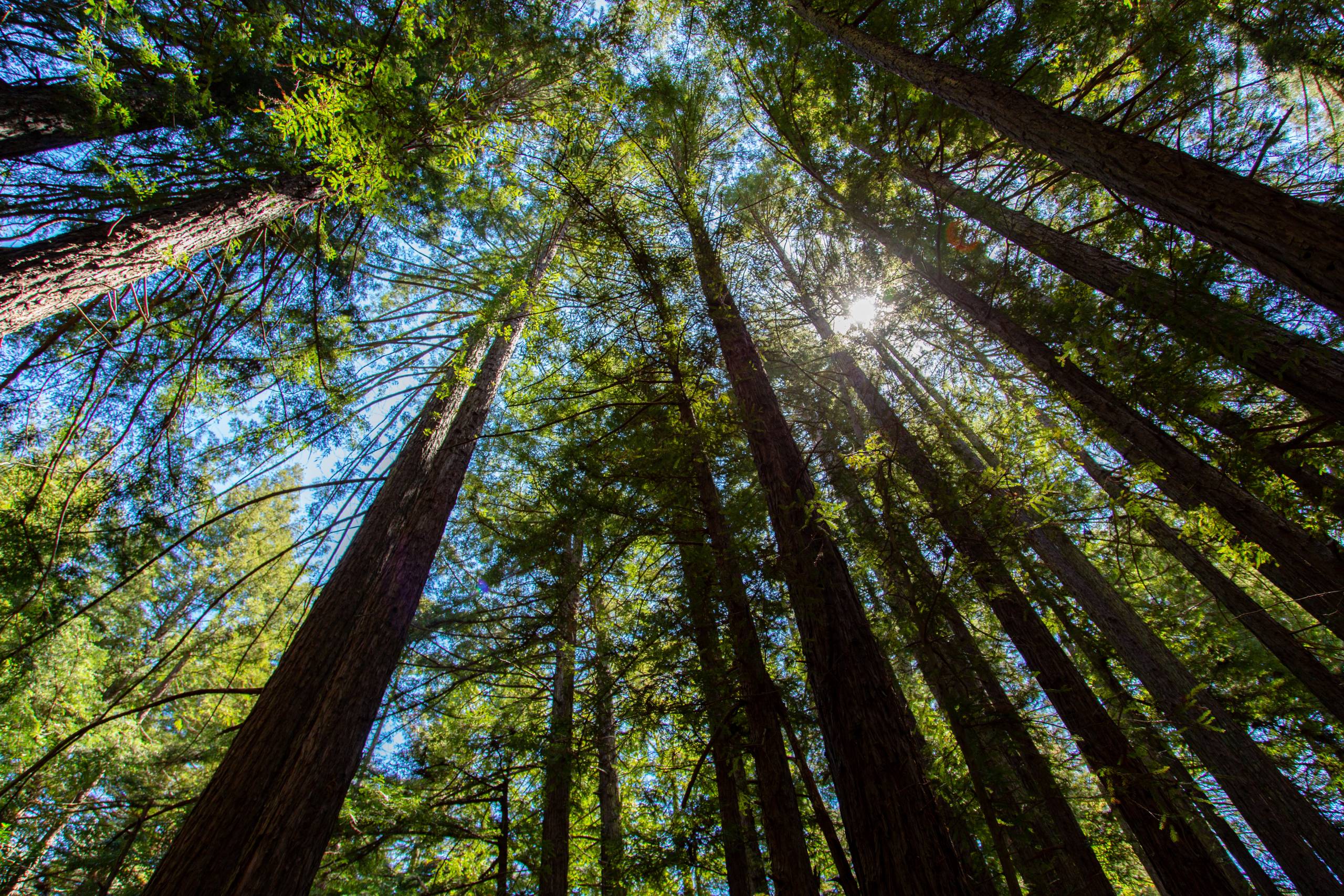 A view of tall redwood trees seen towering above.