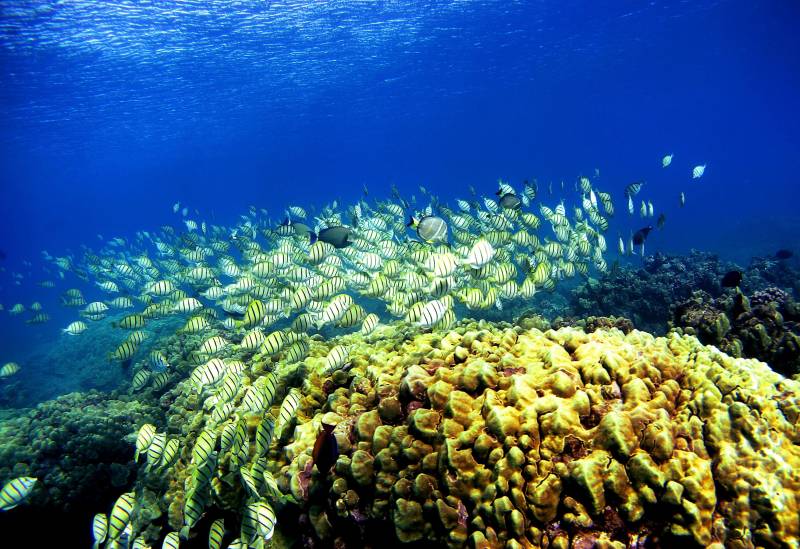 A school of manini fish pass over a coral reef at Hanauma Bay on January 15, 2005 in Honolulu, Hawaii