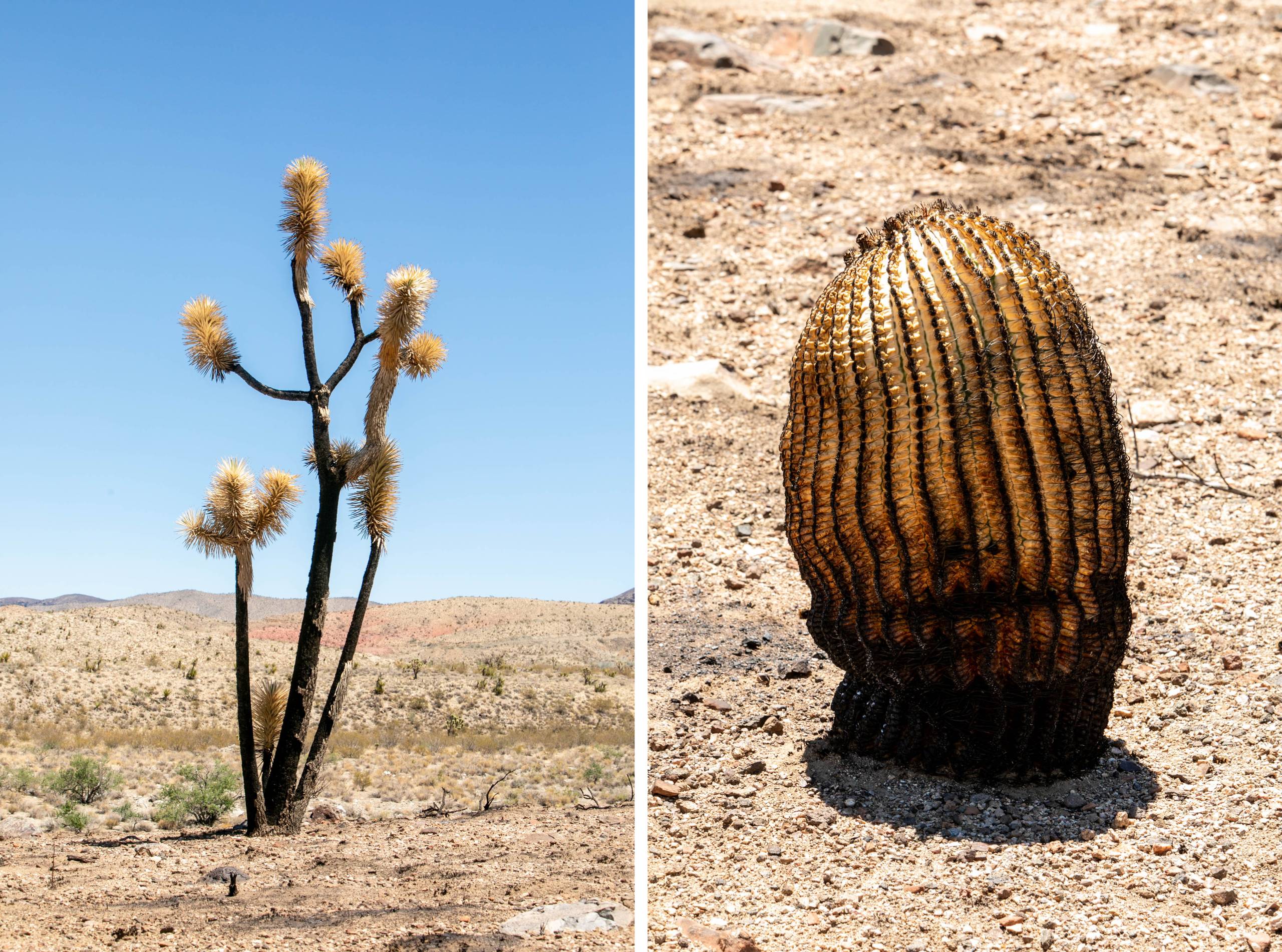 Two photos side-by-side,burnt desert plants in an arid landscape with blue skies behind and hills on the horizon in the left photo.