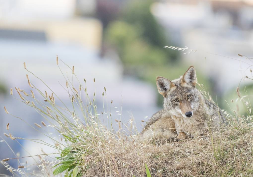 A coyote in the lower-right of the screen with a blurry background.