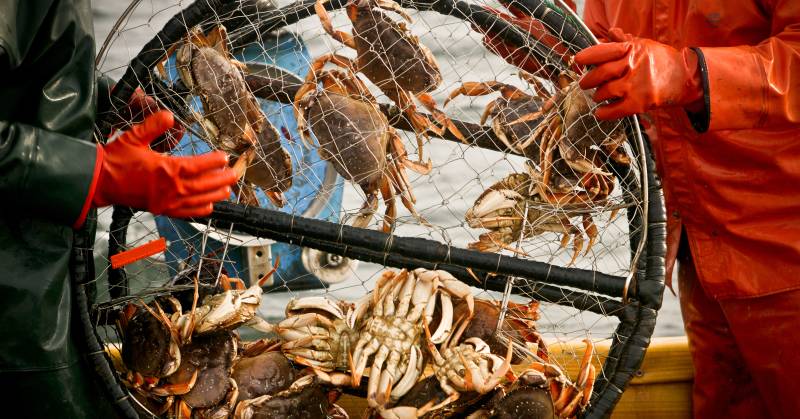 Crabs in a crab pot as gloved fishermen pick them out on a boat deck.