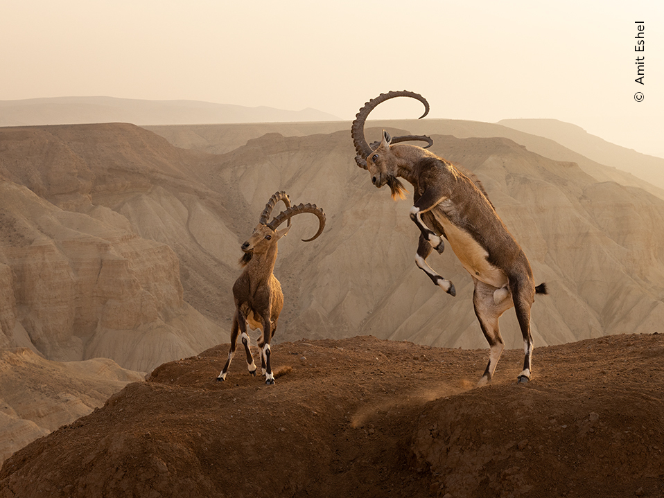 An image of two mountain goats on a mountain, clashing with each other.