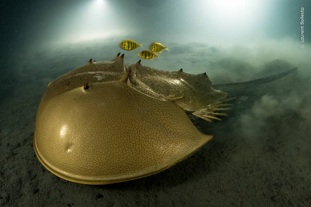 A golden horseshoe crab is seen on the sea floor, with three small yellow fish with black lines swimming above it.