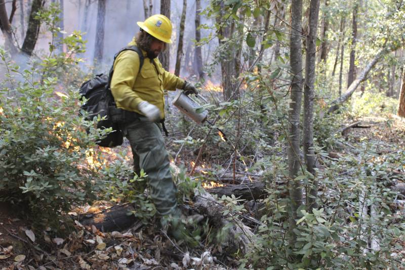 A person wearing a hard hat walks through a forest with a device to start fires.