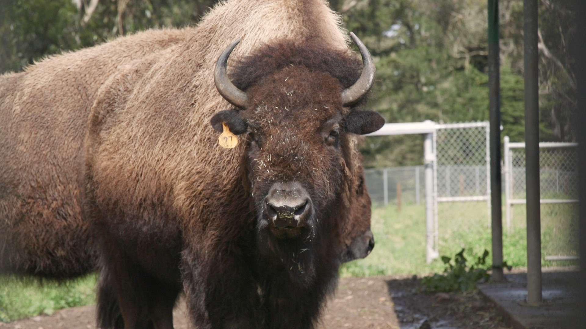 bison-golden-gate-park