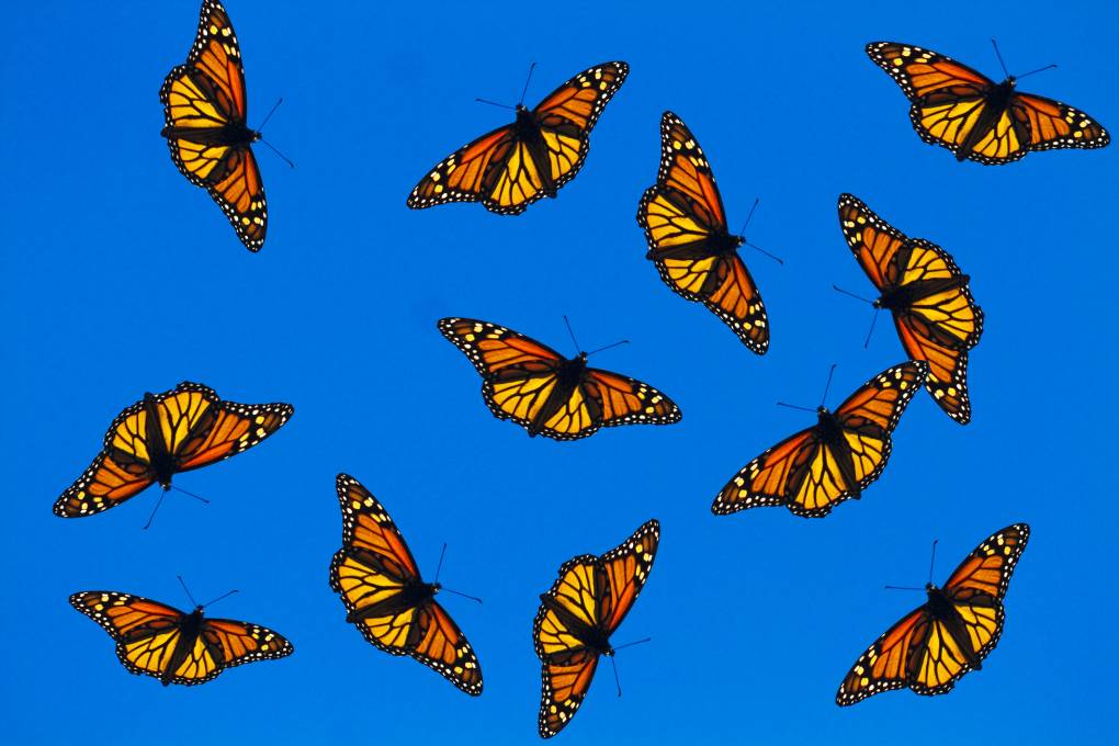 A number of brightly colored monarch butterflies in hues of orange and yellow against a bright blue backdrop