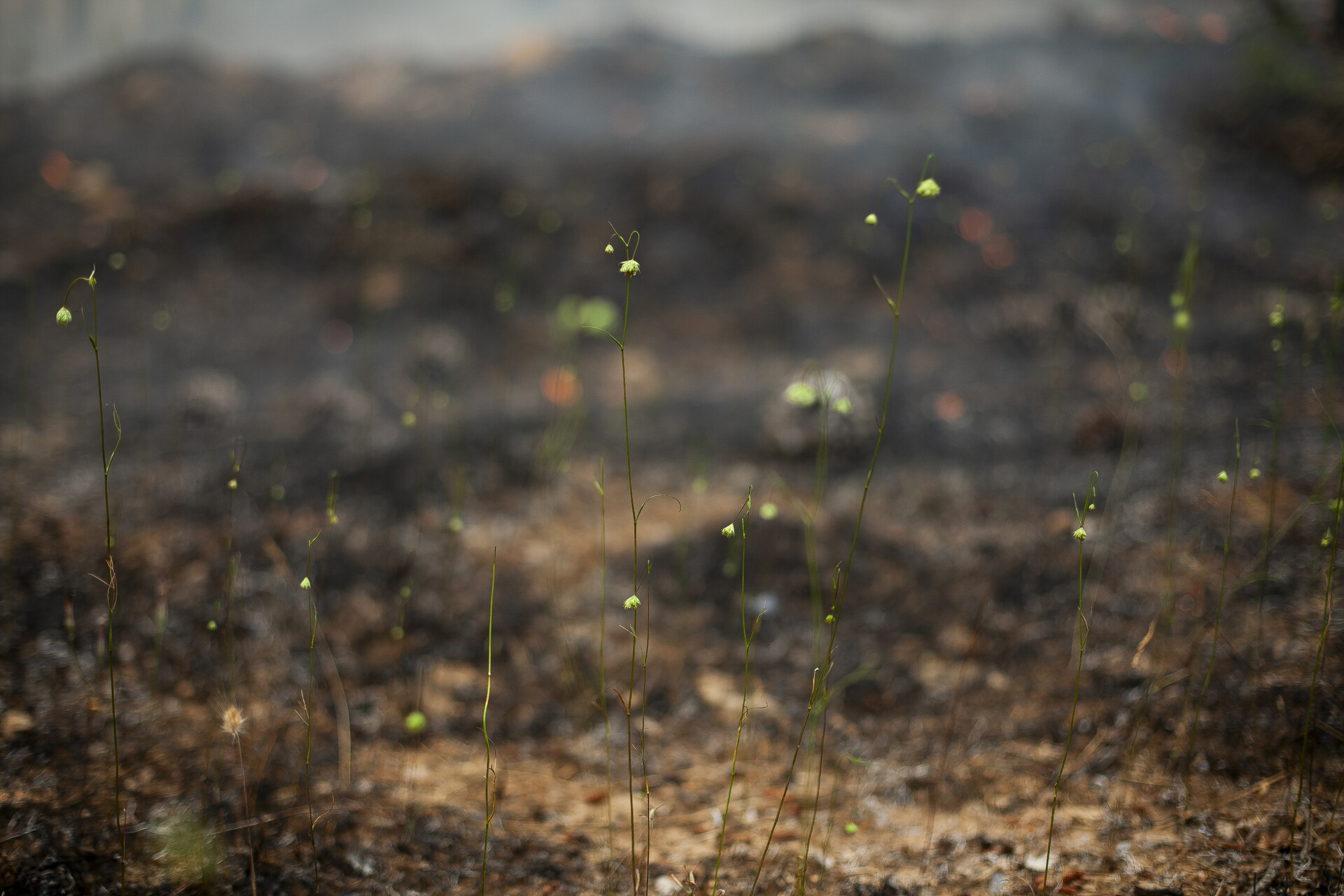 Green plants sprout from a burned land.