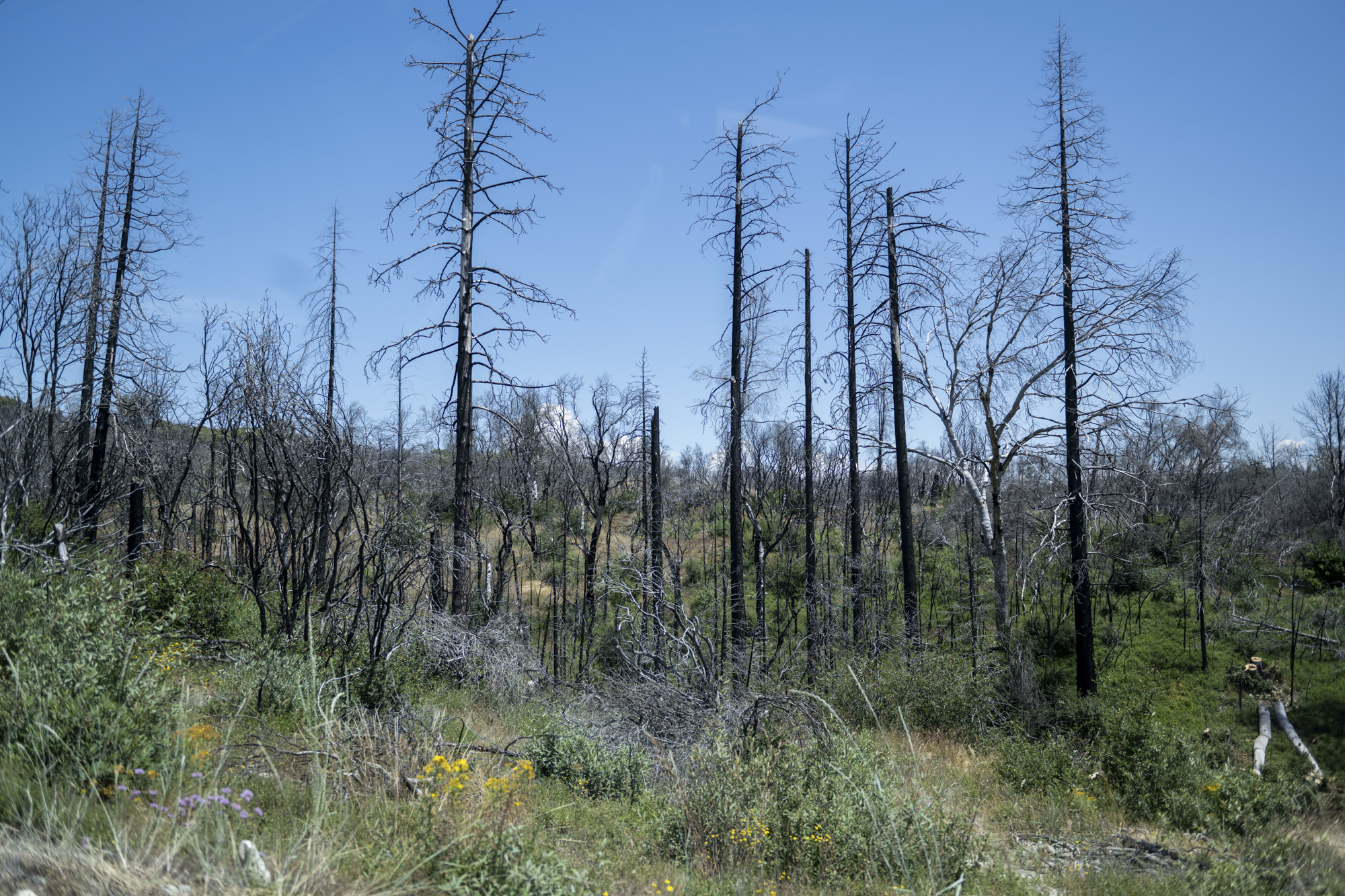 The charred remains of burnt trees stand out from newly grown plants in a field.