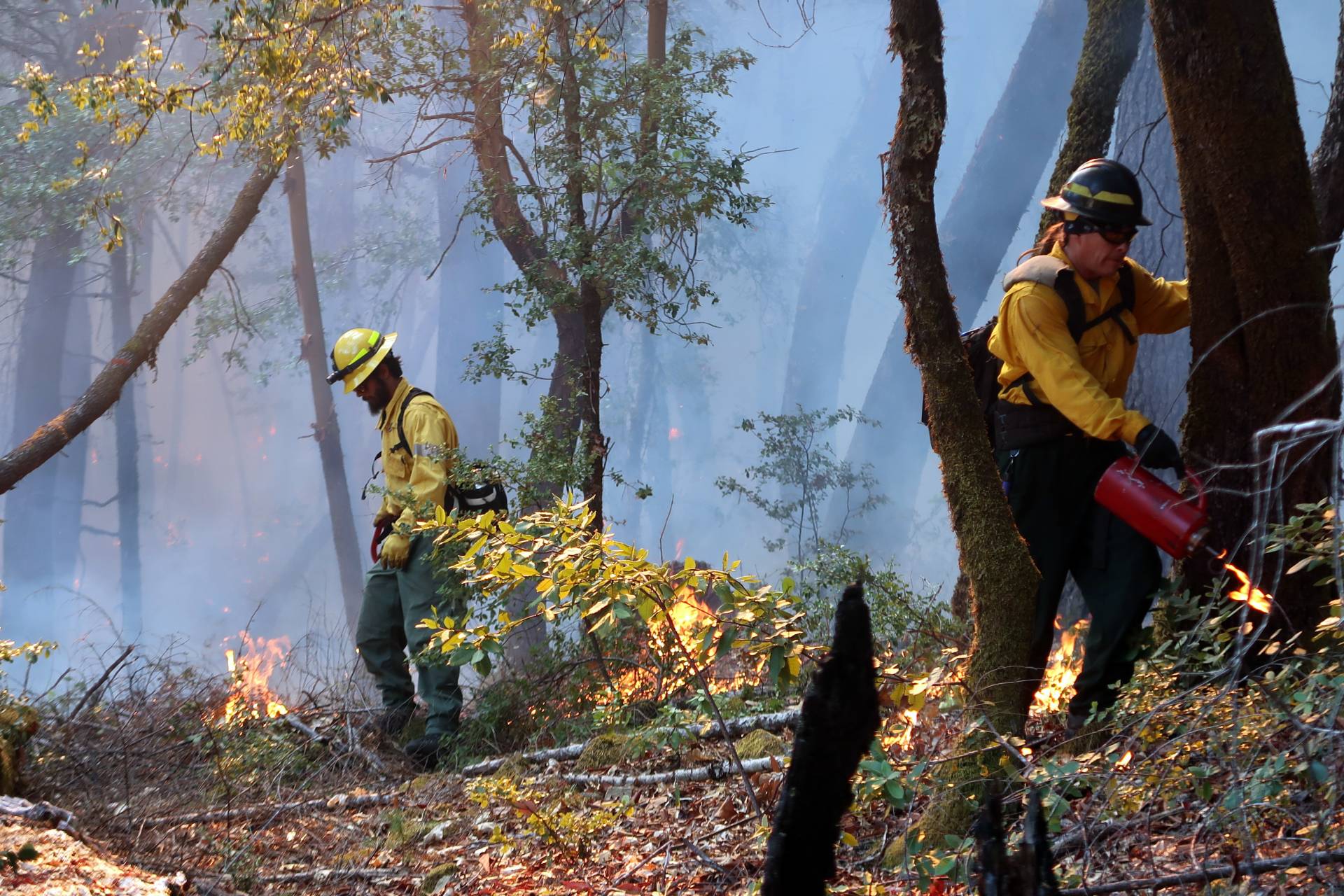A multiagency prescribed fire training burn in 2019 in Six Rivers National Forest. Prescribed Fire Training Exchange