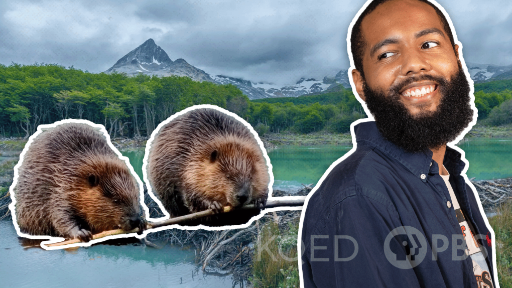 Thumbnail image for an episode of Above the Noise that is about the role beavers play in resisting climate change