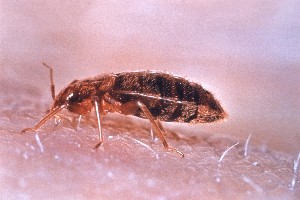 is baby powder good to kill bed bugs