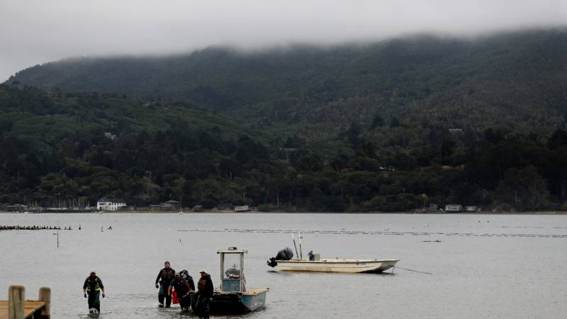 Workers at Tomales Bay Oyster Co. pull their boat in after harvesting oysters on August 20, 2019 in Marshall, California.