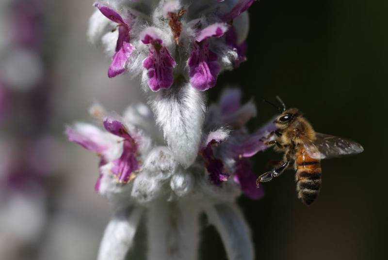 Honeybee pollinating a lambs ear plant.