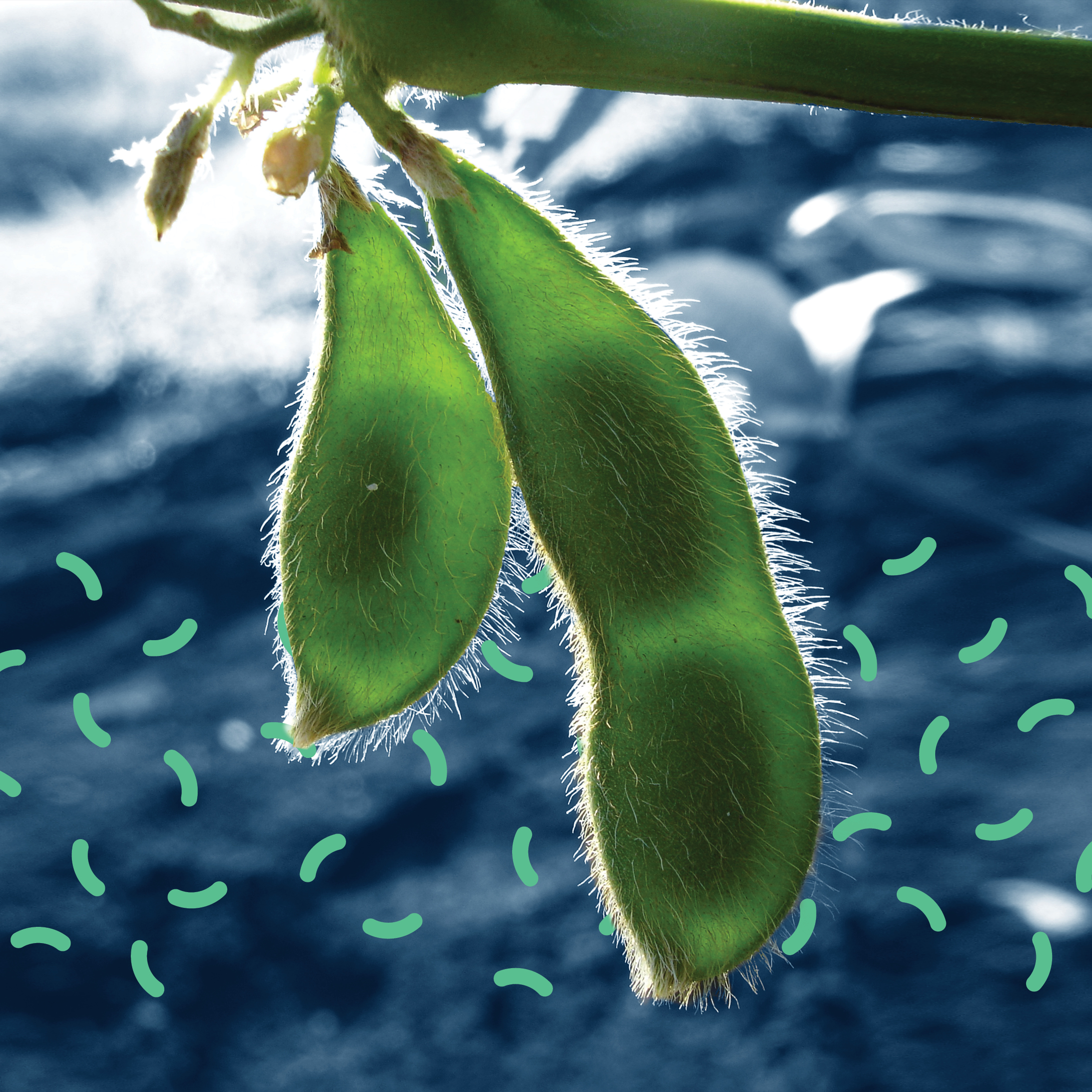 A tight shot of two bright green soybean pods hanging from a vine