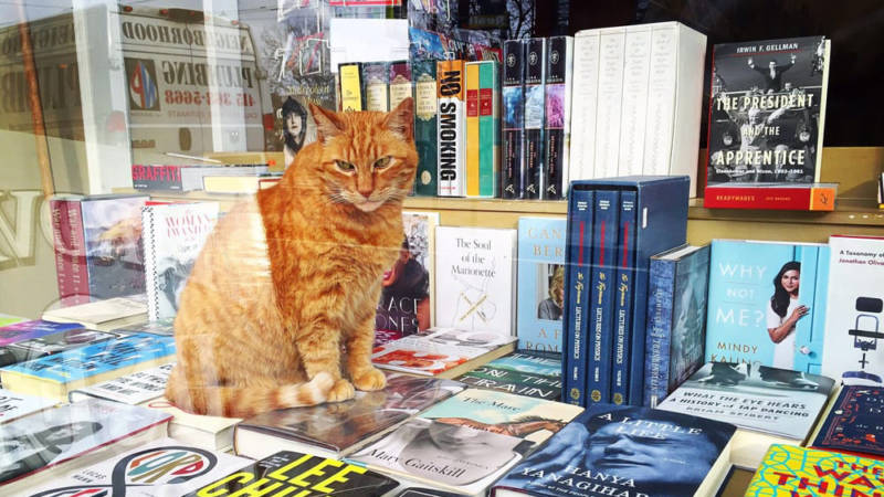 Owen the cat at Aardvark Books