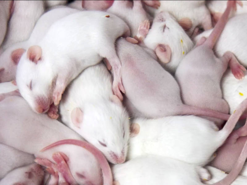 A mass of baby rats featured in 'Rat Film.'