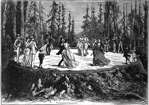An etching of The Discovery Tree Stump. The image informed the creators of 'Girls of the Golden West.'