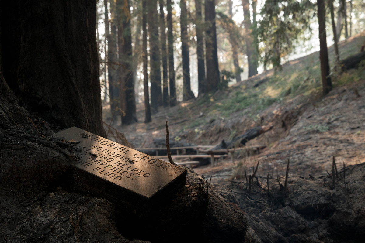 An old memorial sign in a charred tree.